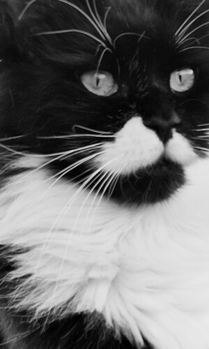 caratteristiche gatto maine coon