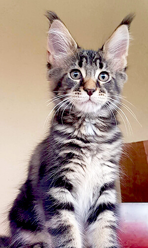 gattino maine coon black tabby
