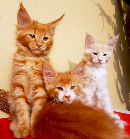 cuccioli maine coon rossi con bianco