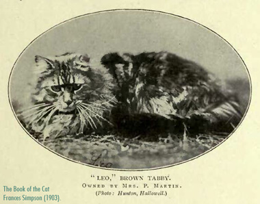 storia gatto maine coon